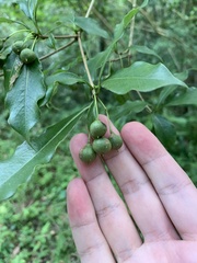 Pittosporum illicioides