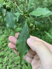 Pittosporum illicioides