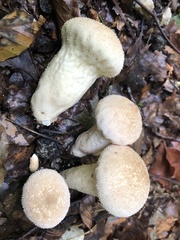 Lycoperdon perlatum