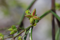 Zieria laxiflora