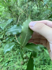 Pittosporum illicioides