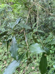 Pittosporum illicioides