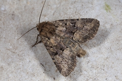 Clemathada calberlai