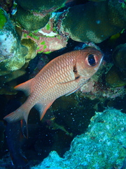 Myripristis