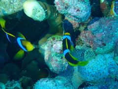 Amphiprion chrysopterus