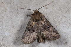 Clemathada calberlai