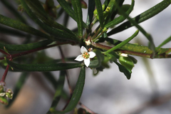 Zieria laxiflora