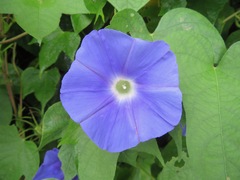 Ipomoea nil