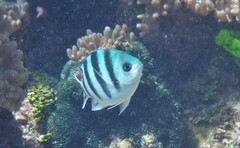 Abudefduf sexfasciatus