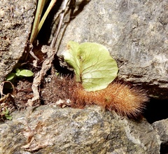 Drynaria quercifolia