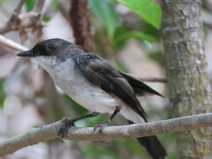 Eopsaltria pulverulenta