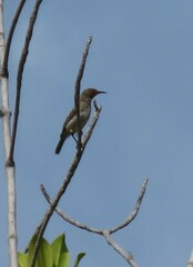 Myzomela erythrocephala
