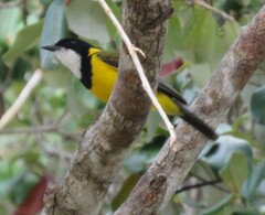 Pachycephala melanura