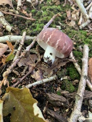 Stropharia rugosoannulata