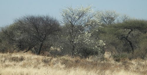 Bastard Umbrella Thorn
