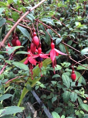 Fuchsia magellanica