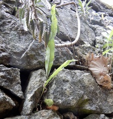 Drynaria quercifolia