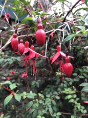 Fuchsia magellanica