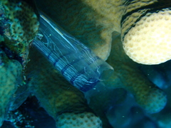 Rhopalaea circula