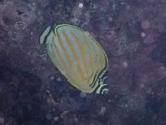 Chaetodon ornatissimus