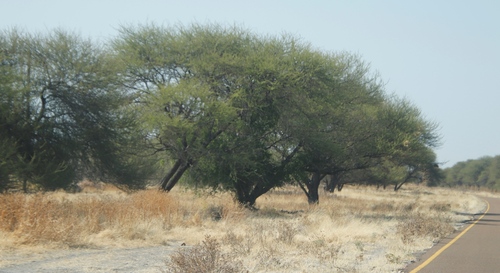 umbrella thorn
