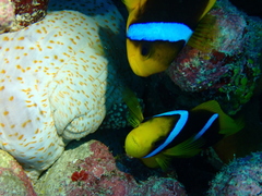 Amphiprion chrysopterus
