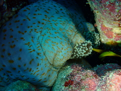 Stichodactyla mertensii