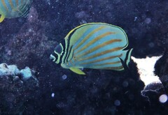 Chaetodon ornatissimus