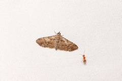 Mnesiloba eupitheciata