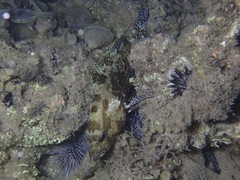 Epinephelus merra