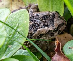 Sclerophrys capensis