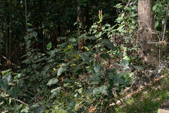 Trichocladus crinitus