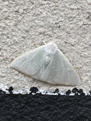 Lepidoptera
