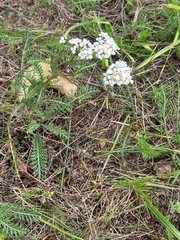 Achillea millefolium