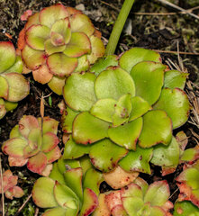 Crassula orbicularis