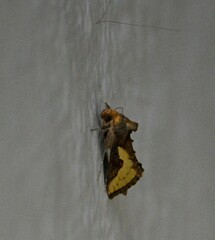 Thysanoplusia orichalcea