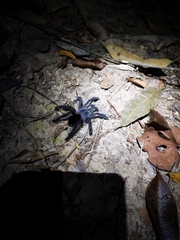 Avicularia avicularia