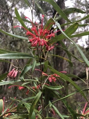 Grevillea oleoides
