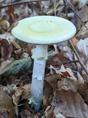 Amanita citrina