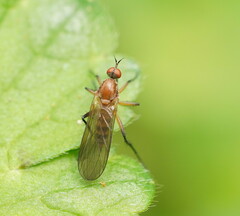 Empidinae