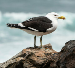 Larus dominicanus vetula