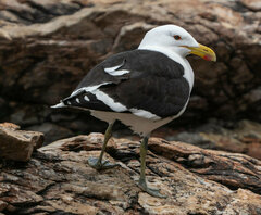 Larus dominicanus vetula