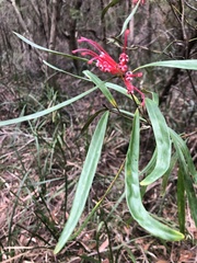 Grevillea oleoides
