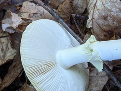 Amanita citrina