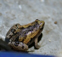 Microhyla ornata