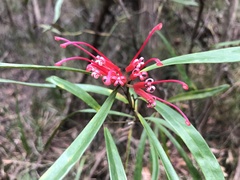 Grevillea oleoides
