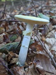Amanita citrina