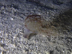 Isarachnanthus