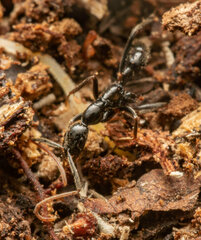 Leptogenys attenuata