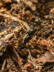 Leptogenys attenuata